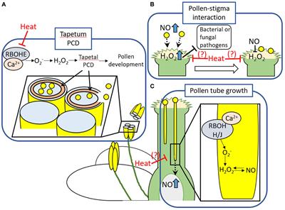 Coordination Between ROS Regulatory Systems and Other Pathways Under Heat Stress and Pathogen Attack